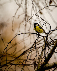 Parus major ( Sikorka Bogatka ) © Tomasz