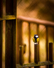 Parus major ( Sikorka Bogatka ) © Tomasz