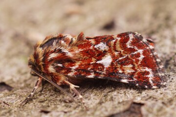 Colorful closeup of the beautiful yellow underwing, Anarta myrtilli , on a piece of wood
