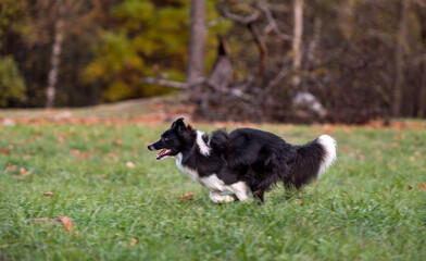 Border Collie Dog is Running on the Grass.