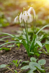 Snowdrop spring flowers. Delicate snow drop flower one of spring symbols telling us winter is leaving spring come. Fresh green white snowdrop growing in garden.