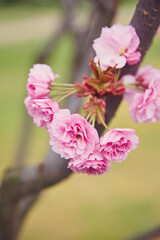 cherry blossom sakura in spring time over blue sky.