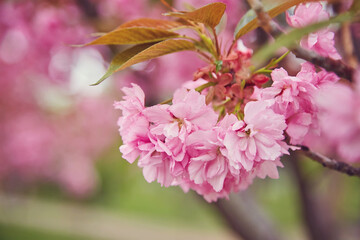 Cherry Blossom in spring with Soft focus, Sakura season