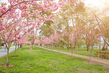 Naklejka premium blooming sakura trees in alley. Pink sakura flowers on branches in sunny light in spring city street, landscape view. Enjoying spring in the city