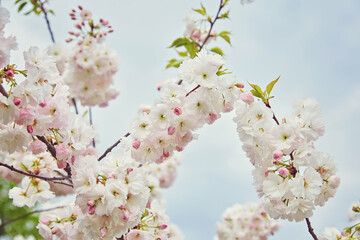 Cherry Blossom in spring with Soft focus, Sakura season