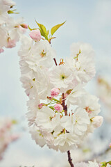 Amazing pink cherry blossoms on the Sakura tree in a blue sky.