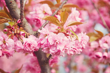 Amazing pink cherry blossoms on the Sakura tree in a blue sky.