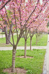 Fototapeta na wymiar Amazing pink cherry blossoms on the Sakura tree in a blue sky.