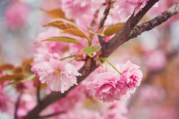 Cherry Blossom in spring with Soft focus, Sakura season
