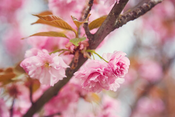 cherry blossom sakura in spring time over blue sky.