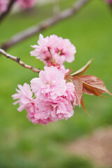 Obraz premium cherry blossom sakura in spring time over blue sky.