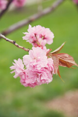 Amazing pink cherry blossoms on the Sakura tree in a blue sky.