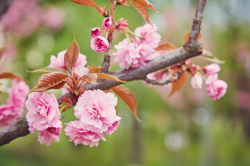 cherry blossom sakura in spring time over blue sky.