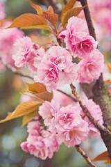 Cherry Blossom in spring with Soft focus, Sakura season