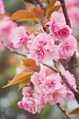 cherry blossom sakura in spring time over blue sky.