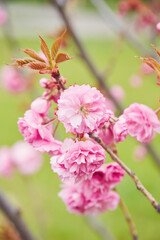 Amazing pink cherry blossoms on the Sakura tree in a blue sky.