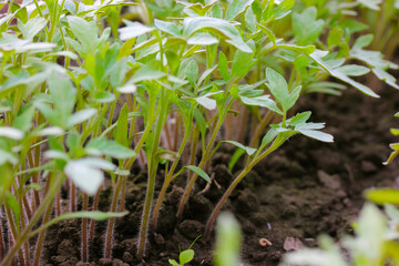 Fresh leaves of green young sprouts planted in black earth, soil. Growing tomatoes in the vegetable garden, ecological farm in the summer. Green plant grows in good soil. Natural environment nature.