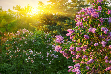 Obraz premium purple lilac shrub blossoms in spring. Beautiful floral nature wallpaper