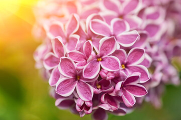 Beautiful purple lilac flowers. Macro photo of lilac spring flowers.