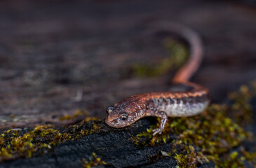 Salamander on log
-Massachusetts 