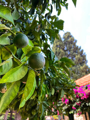 Closeup view of branch with green tangerines in garden