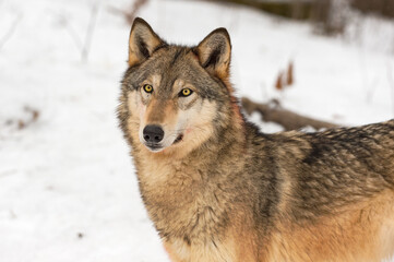 Naklejka premium Grey Wolf (Canis lupus) Stands Looking Out Ears Forward Winter