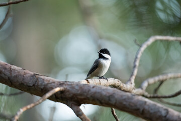 Black-capped chickadee