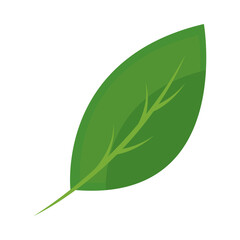 leaf flat design