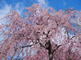 松前町の桜