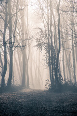 Fototapeta premium foggy forest in late autumn