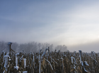 Panorama of a winter field with dried corn stalks and a tree plantation without foliage in the background, on a foggy winter December morning in the fields of Ukraine