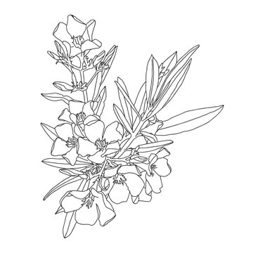 Hand-drawn Vector illustration of an Oleander (flower) on a white background.