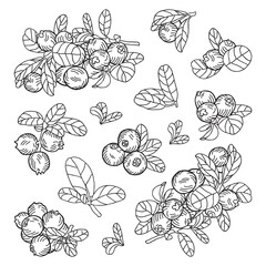 Composition of lingonberry berries on a branch, individual leaves. Hand-drawn vector illustration.