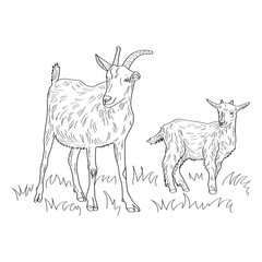 Two goats. Vector illustration isolated on white background.