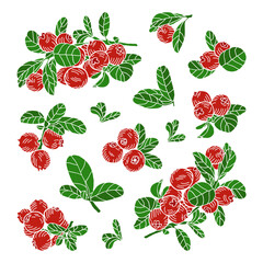 Composition of lingonberry berries on a branch, individual leaves. Hand-drawn vector illustration.