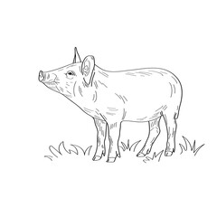 Pig on the lawn. Vector illustration isolated on white background.