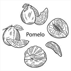 A set of whole pomelo, cut pomelo, halves, wedges and leaf.