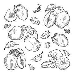 Composition of quince fruits: whole, halves, leaves. Hand-drawn vector illustration.