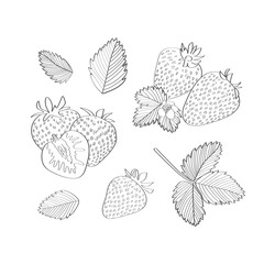 Strawberry set. Vector illustration in hand drawn style.