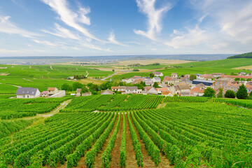 Fototapeta na wymiar vineyard in Erpenay