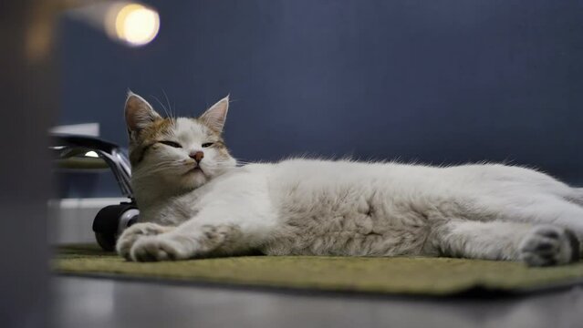 A motley cat lies in a room on a green rug laid on the floor against the background of a blue wall and looks up with its head up. Fluffy pet relaxing in a cozy room
