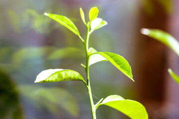 Green tea bud and fresh leafs of orange or lemon tree on blurred natural background in summer garden. Little potted citrus tree close-up. Tea plantation. Place for text, copy space. Macro photography.