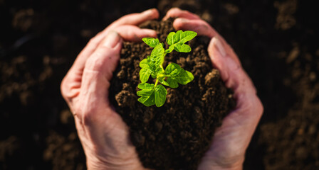 top view of hand holding tomato seedling and earth spring gardening