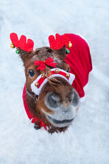 Funny miniature shetland breed pony dressed for Christmas with festive horns on its head in winter