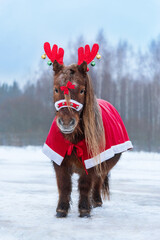 Miniature shetland breed pony dressed for Christmas with festive horns on its head in winter