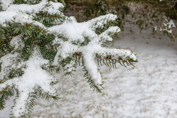 Blue spruce branches covered in snow.