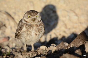 Lechuza vizcachera cerca de su nido y su sombra