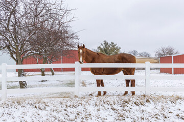 A chestnut Thoroughbred horse standing along a white fence with a red shed in the background on a snowy day.