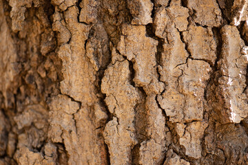 Up-Close Photo Of Oak Tree Bark.