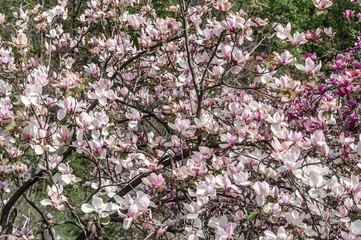Magnolia in the Kiev botanical garden in Kiev, Ukraine.
